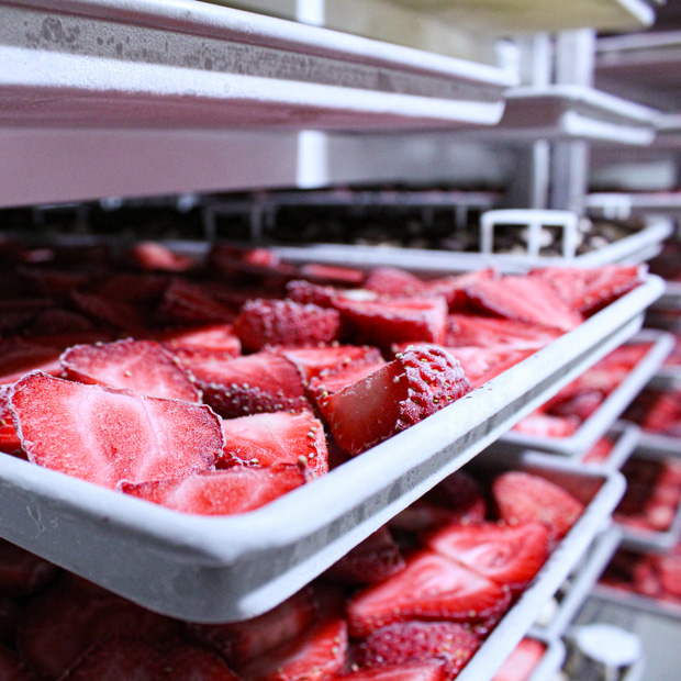 Strawberries on trays in freezer